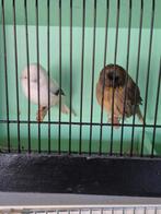 Glosters, Dieren en Toebehoren, Meerdere dieren, Postuurkanarie