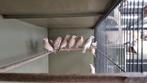 Rijstvogels met vaste voetring 2025., Dieren en Toebehoren