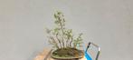 Zelkova serrata bonsai bos, Ophalen, Lente