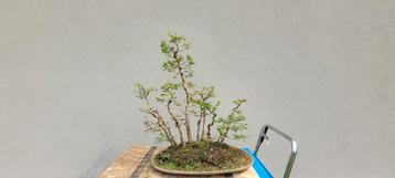 Zelkova serrata bonsai bos beschikbaar voor biedingen