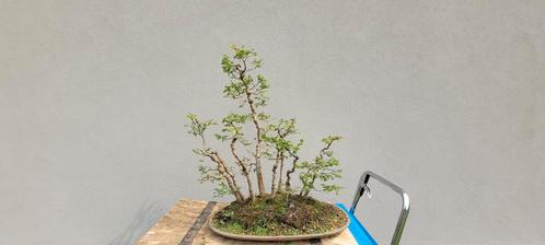 Zelkova serrata bonsai bos, Tuin en Terras, Planten | Bomen, Lente, Ophalen