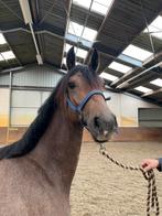 Chacoon blue merrie, Dieren en Toebehoren, Paarden, Merrie