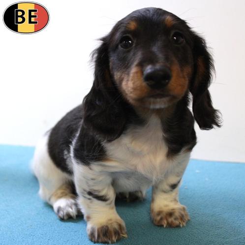 Teckel Langharig tricolor pupje (Belgisch), Dieren en Toebehoren, Honden | Teckels en Dashonden, Reu, Langhaar, Dwerg, Handelaar