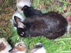 lapin, Dieren en Toebehoren, Pluimvee