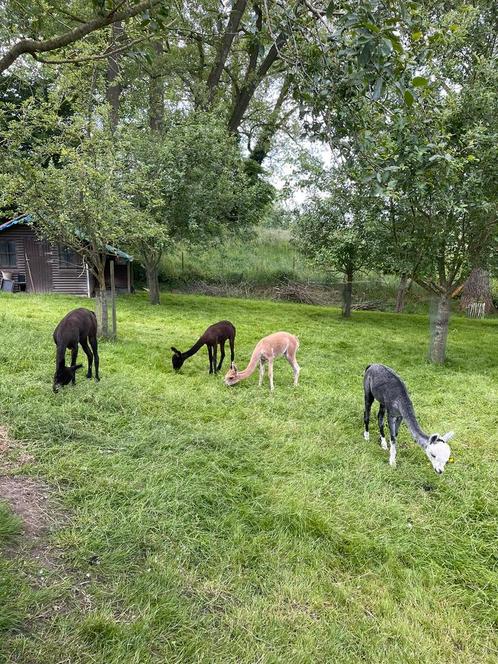 Alpaca’s - halstermak, goede afstamming en veel kleur, Dieren en Toebehoren, Overige Dieren, Meerdere dieren