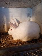 Jonge konijnen rammen en voedsters, Dieren en Toebehoren