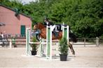 Pony, Dieren en Toebehoren, Pony's, M, Springpony, 7 tot 10 jaar, D pony (1.37m tot 1.48m)