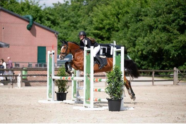 Pony, Dieren en Toebehoren, Pony's, Merrie, M, D pony (1.37m tot 1.48m), Springpony, 7 tot 10 jaar, Gechipt, Ontwormd, Ingeënt