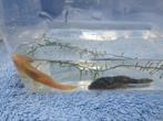 ANCISTRUS koppel MIX = 1 wit/geel + 1 zwart/bruin= 20 €, Poisson d'eau douce