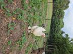 Brahma hen, Dieren en Toebehoren, Pluimvee, Vrouwelijk, Kip