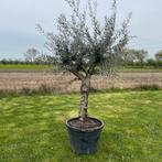 Olijfbomen aan stuntprijzen!, Tuin en Terras, Ophalen of Verzenden