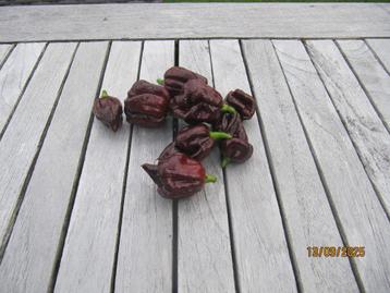 chocolate california reaper beschikbaar voor biedingen