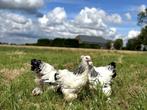 Brahma kippen verschillende kleuren hennen gesekst + ingeënt, Dieren en Toebehoren, Pluimvee, Vrouwelijk, Kip