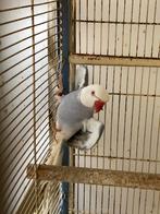 Koppel halsbanden blauwe wkws man grijze pop, Dieren en Toebehoren, Vogels | Parkieten en Papegaaien, Meerdere dieren, Parkiet
