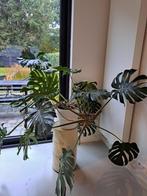 Monsterra, Huis en Inrichting, Kamerplanten, Ophalen