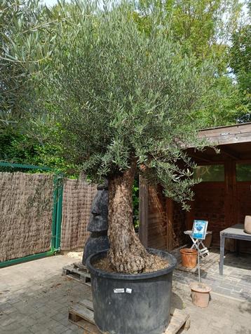 olijfboom bonsai 230L stam 80/100 beschikbaar voor biedingen