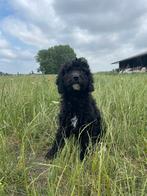 Mooie Labradoodle pups!, Dieren en Toebehoren, Honden | Retrievers, Spaniëls en Waterhonden, België, CDV (hondenziekte), 8 tot 15 weken