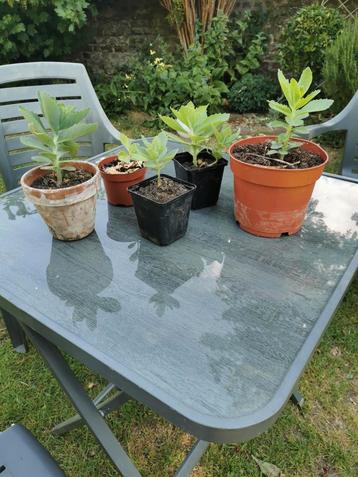 Sedum beschikbaar voor biedingen