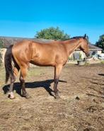 4 jarige ruin, Dieren en Toebehoren, Paarden, Springpaard, B, Gechipt, Ruin