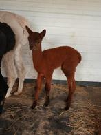 Alpaca hengstje, Dieren en Toebehoren, Overige Dieren, Mannelijk