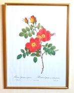 Redouté-gravure 🌹  „Rose Eglanteria” 🌹 Remond, Ophalen of Verzenden