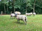 Ramlammeren en ooilammeren, Meerdere dieren, Schaap, 0 tot 2 jaar