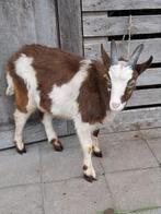 Bonte geitenbok, Dieren en Toebehoren