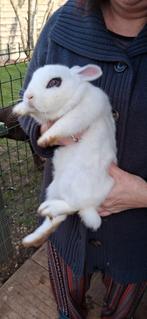 Dwergkonijn, Dieren en Toebehoren, Vrouwelijk, Dwerg, 0 tot 2 jaar