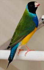 Gouldamadine / goulds verschillende kleuren, Dieren en Toebehoren, Vogels | Overige Vogels, Meerdere dieren, Tropenvogel, Geringd
