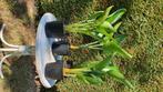 Strelitzia nicolai, Huis en Inrichting, Kamerplanten, Ophalen, Palm, Halfschaduw, In pot