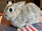 Lief vrouwtjes konijn zoekt mooi huisje, Dieren en Toebehoren, Konijnen, Vrouwelijk, Klein, 3 tot 5 jaar
