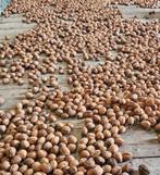 Te koop walnoten 2025, Ophalen