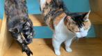 Goude thuis gezocht, Dieren en Toebehoren, Katten-accessoires, Ophalen