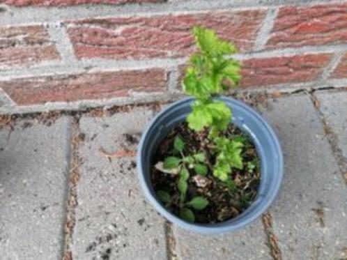 klein fruit, Tuin en Terras, Planten | Tuinplanten, Vaste plant, Fruitplanten, Lente, Ophalen
