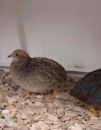 Te koop : Chinese dwergkwartels 2025, Dieren en Toebehoren