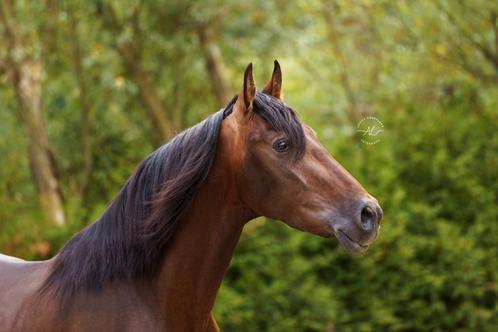 PRE Andalusier ruin, Dieren en Toebehoren, Paarden, Ruin, Z