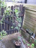 Grand plant de lilas violet/rose, Ophalen, Overige soorten, Struik, 250 cm of meer