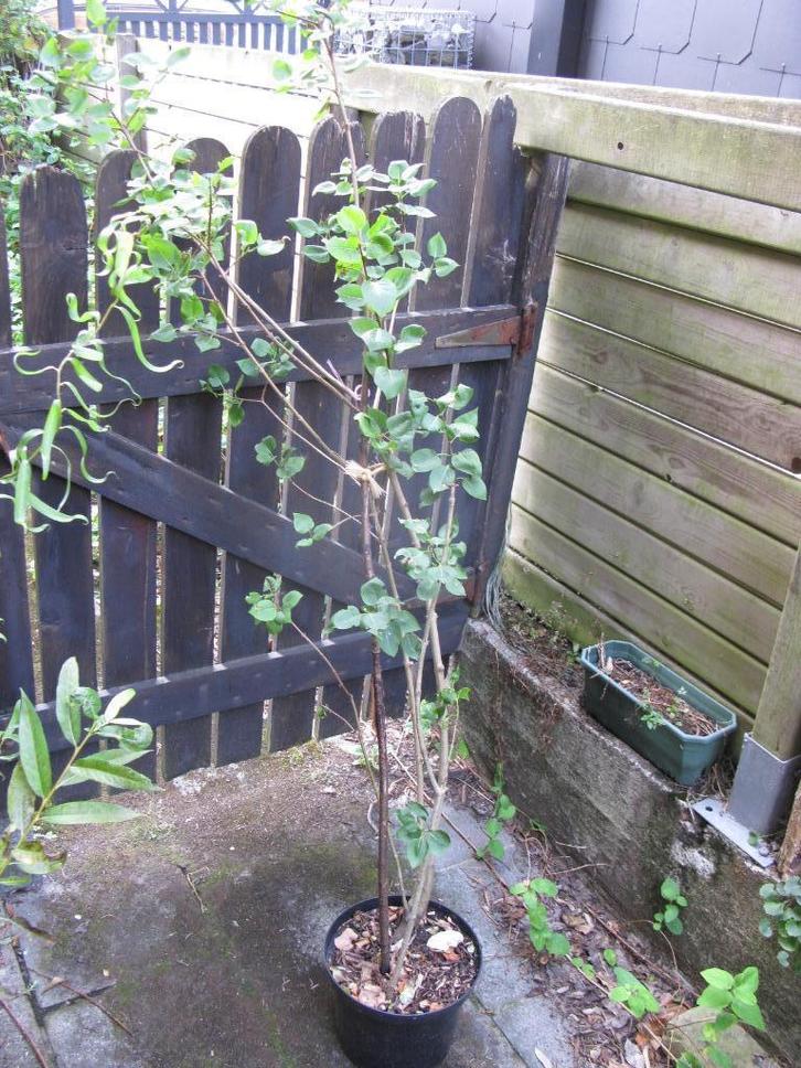 Grand plant de lilas violet/rose, Tuin en Terras, Planten | Struiken en Hagen, Struik, Overige soorten, 250 cm of meer, Ophalen