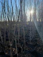 100m Carpinus betulus +2m (haagbeuk), berk, hazelaar, Ophalen, In pot