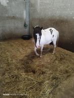 Halve stal grote shetlander 2-5dagen per week., Dieren en Toebehoren, Paarden