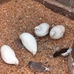 Chinese dwerg kwartels 2025, Dieren en Toebehoren, Meerdere dieren