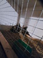 Gambel kwartel, Dieren en Toebehoren