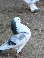 Haagse tilduiven, Dieren en Toebehoren, Vogels | Duiven, Kropper