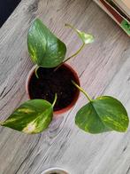 Epipremnum aureum, Huis en Inrichting, Kamerplanten, Overige soorten, In pot, Minder dan 100 cm, Groene kamerplant