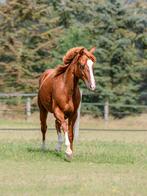 Western topper jaarling, Dieren en Toebehoren, Paarden, Merrie, Gechipt, 0 tot 2 jaar, Westernpaard