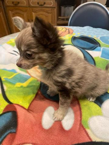 chihuahua pups t.cup & mini raszuiver zeer mooie ! kleintjes, Parvovirose, 8 à 15 semaines, Plusieurs, Éleveur | Loisir