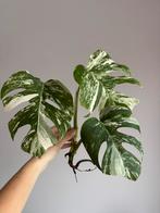 Monstera variegata albo stek, Ophalen