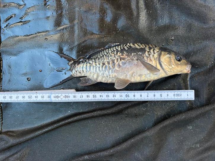 Spiegel karpers 15-25cm, Dieren en Toebehoren, Vissen | Vijvervissen, Karper of Koi