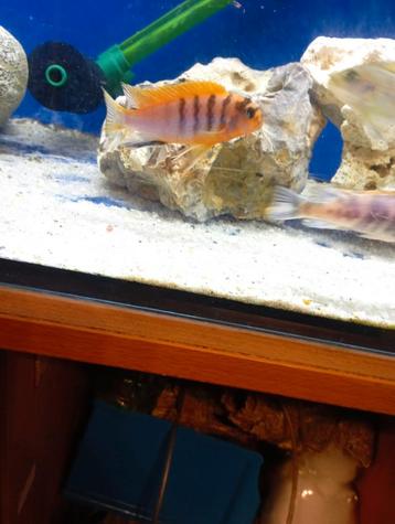 Cichlidès Malawi couple labidochromis hongi red top  beschikbaar voor biedingen