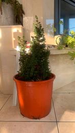 Spar 70 cm groot  meerjarig, Ophalen